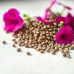 بذور الباتونيا ميكس (Petunia Mix Seeds)