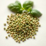 بذور الريحان إيطالي (Italian Basil Seeds) 100 بذرة