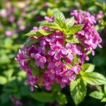 بذور الريحان الحلو (Sweet Basil Seeds) 50 بذرة