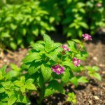 بذور الريحان الحلو (Sweet Basil Seeds) 50 بذرة