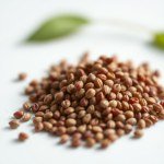 Coleus Seeds