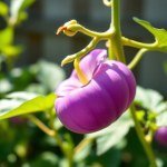 بذور الشاي الأبيض التايلاندي (Thai White Tea Seeds) 5 بذور