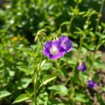 بذور الشاي الأبيض التايلاندي (Thai White Tea Seeds) 5 بذور