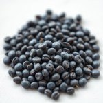 بذور الشاي الأبيض التايلاندي (Thai White Tea Seeds) 5 بذور