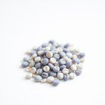 بذور الشاي الأزرق التايلاندي (Thai Blue Tea Seeds – Butterfly Pea) 10 بذور