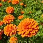 بذور القطيفة المخملية (Velvet Marigold Seeds)