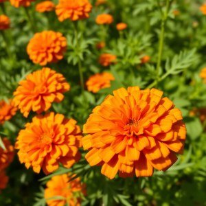 بذور القطيفة المخملية (Velvet Marigold Seeds)