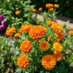 بذور القطيفة المخملية (Velvet Marigold Seeds)