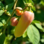 Sweet Pea Seeds