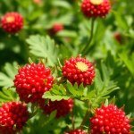 بذور جمفرينا (Gomphrena globosa ) جمفرينا