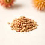 بذور جمفرينا (Gomphrena globosa ) جمفرينا