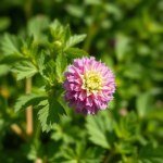 بذور خبز النحل (Phacelia tanacetifolia Seeds) 10 بذور