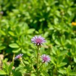 بذور خبز النحل (Phacelia tanacetifolia Seeds) 10 بذور