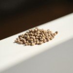 بذور خبز النحل (Phacelia tanacetifolia Seeds) 10 بذور