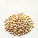 Sunflower Seeds