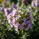 بذور روزماري (Rosemary Seeds) – 100 بذرة