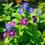 بذور ريحان أزرق أفريقي المقدس(African Blue Basil Seeds) 30 بذرة