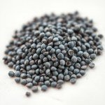بذور ريحان أزرق أفريقي المقدس(African Blue Basil Seeds) 30 بذرة
