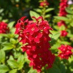 Red Italian Basil Seeds 30 Seeds