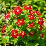 Red Italian Basil Seeds 30 Seeds