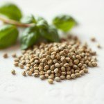 Genovese Basil Seeds 50 Seeds