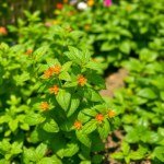 Lemon Basil Seeds 30 Seeds