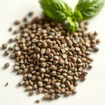French Basil Seeds