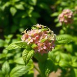 بذور ريحان كاردينال (Cardinal Basil Seeds)