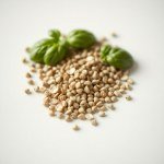 بذور ريحان كيلاسيكو (Kilasico Basil Seeds) الاسم العلمي: Ocimum basilicum
