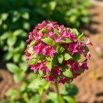 بذور ريحان ميكس (Basil Mix Seeds) الاسم العلمي: Ocimum basilicum (مجموعة أصناف متنوعة)