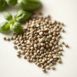 بذور ريحان ميكس (Basil Mix Seeds) الاسم العلمي: Ocimum basilicum (مجموعة أصناف متنوعة)