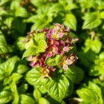 بذور ريحان نجمة البلكون (Basil Balcony Star Seeds) الاسم العلمي: Ocimum basilicum
