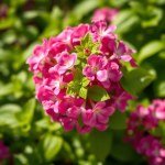 بذور ريحان يوناني (Greek Basil Seeds) الاسم العلمي: Ocimum basilicum var. minimum