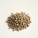 بذور ريحان يوناني (Greek Basil Seeds) الاسم العلمي: Ocimum basilicum var. minimum