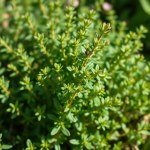 بذور زعتر بري (Wild Thyme Seeds) الاسم العلمي: Thymus serpyllum