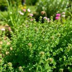 بذور زعتر بري (Wild Thyme Seeds) الاسم العلمي: Thymus serpyllum