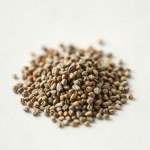 بذور زعتر بري (Wild Thyme Seeds) الاسم العلمي: Thymus serpyllum