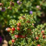 بذور زعتر جبلي (Mountain Thyme Seeds) الاسم العلمي: Thymus capitatus
