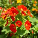 بذور زهرة أبو خنجر (Nasturtium Seeds) الاسم العلمي: Tropaeolum majus