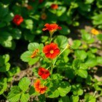 بذور زهرة أبو خنجر (Nasturtium Seeds) الاسم العلمي: Tropaeolum majus