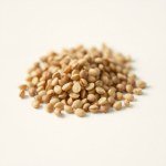 بذور زهرة أبو خنجر (Nasturtium Seeds) الاسم العلمي: Tropaeolum majus