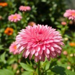 Chrysanthemum Seeds