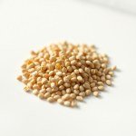 Chrysanthemum Seeds