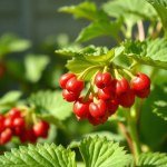 بذور زهرة أمرنتس (Amaranthus Seeds) الاسم العلمي: Amaranthus caudatus