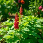 بذور زهرة أمرنتس (Amaranthus Seeds) الاسم العلمي: Amaranthus caudatus