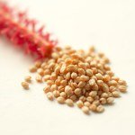 بذور زهرة أمرنتس (Amaranthus Seeds) الاسم العلمي: Amaranthus caudatus
