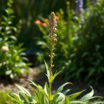 بذور زهرة إستاتس (Statice Seeds) الاسم العلمي: Limonium sinuatum