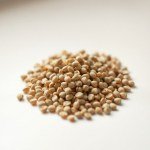 بذور زهرة إستاتس (Statice Seeds) الاسم العلمي: Limonium sinuatum