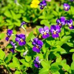 Viola Seeds