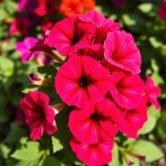 Petunia Seeds